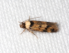 Sphyrelata nefanda