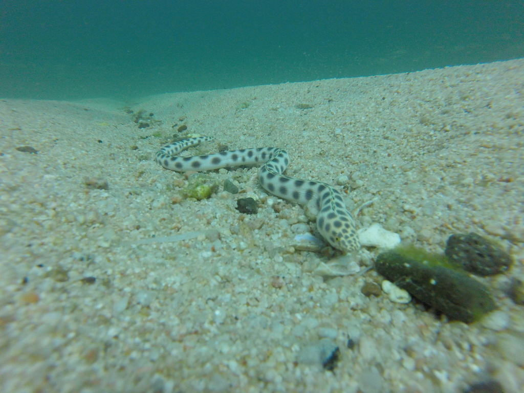 Spotted snake-eel (Myrichthys tigrinus) — Ophichthidae