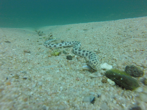 Spotted snake-eel (Myrichthys tigrinus) — Ophichthidae