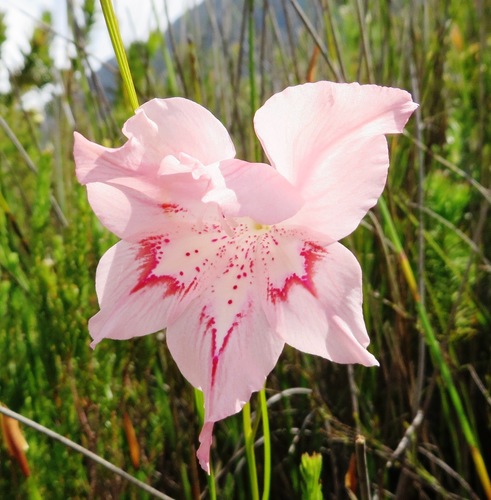 Image of Gladiolus virgatus by (c) linkie, some rights reserved (CC BY)