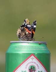 Vanessa atalanta