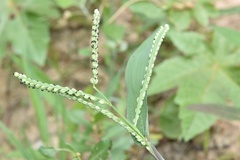 Paspalum pubiflorum pubiflorum