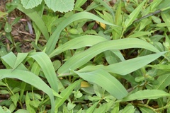 Paspalum pubiflorum pubiflorum