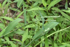 Paspalum pubiflorum pubiflorum