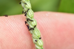Paspalum pubiflorum pubiflorum