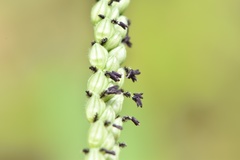 Paspalum pubiflorum pubiflorum