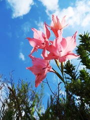 Gladiolus virgatus
