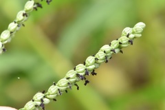 Paspalum pubiflorum pubiflorum