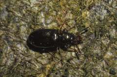 Salpingus planirostris