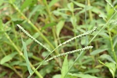 Paspalum pubiflorum pubiflorum