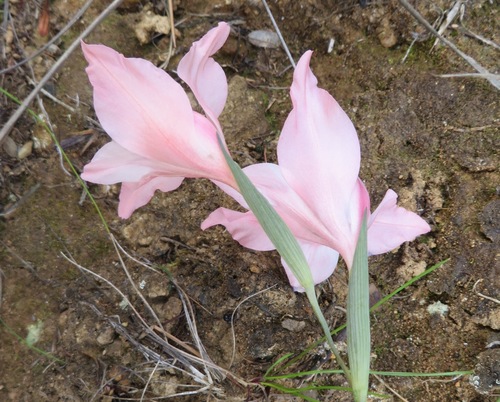 Image of Gladiolus virgatus by (c) linkie, some rights reserved (CC BY)