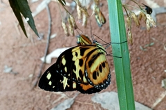 Tithorea harmonia pseudethra