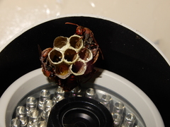 Polistes huisunensis