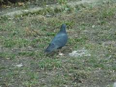 Columba livia