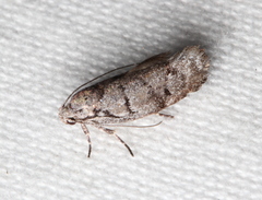 Lichenaula onychodes