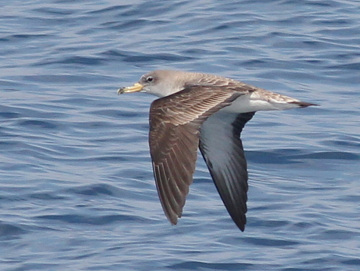 Scopoli's Shearwater
