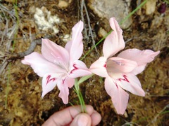 Gladiolus virgatus