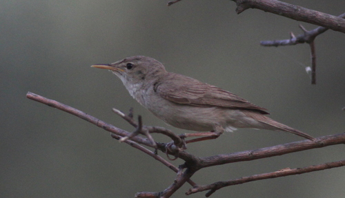 Zarcero pálido (Iduna pallida)