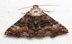 Aporoctena scierodes