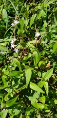 Persicaria odorata