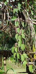 Paederia foetida