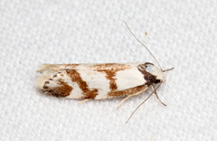 Palimmeces variegata