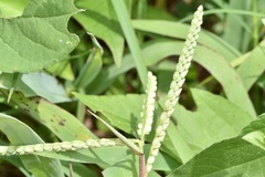Paspalum pubiflorum pubiflorum