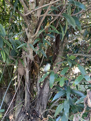 Syzygium jambos image