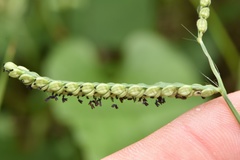 Paspalum pubiflorum pubiflorum