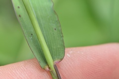 Paspalum pubiflorum pubiflorum