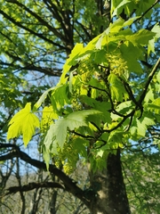 Acer pseudoplatanus