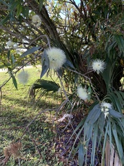 Syzygium jambos image