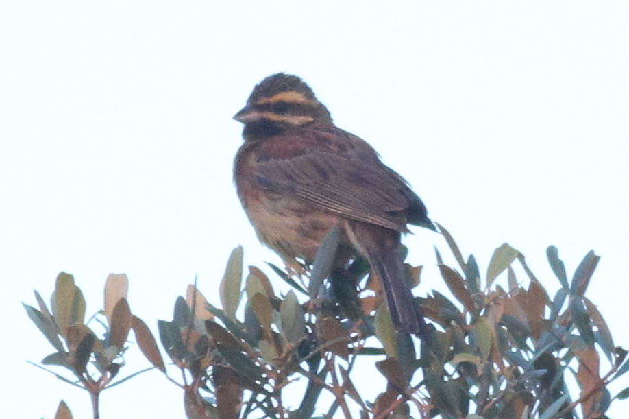 Cirl Bunting