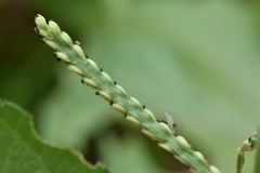 Paspalum pubiflorum pubiflorum
