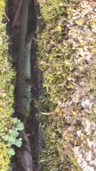 Timon lepidus ibericus