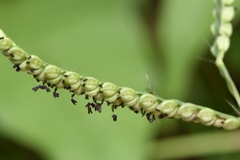 Paspalum pubiflorum pubiflorum