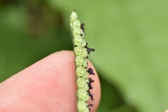 Paspalum pubiflorum pubiflorum
