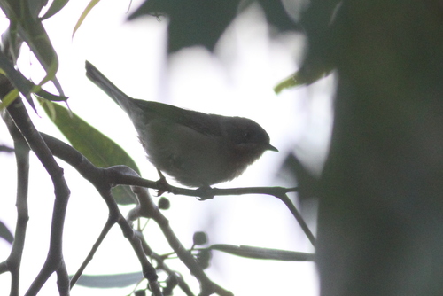 Curruca carrasqueña oriental (Curruca cantillans)