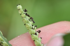 Paspalum pubiflorum pubiflorum
