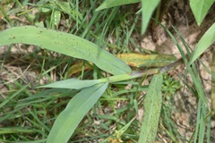 Paspalum pubiflorum pubiflorum