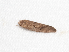 Syncometes vilis