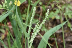Paspalum pubiflorum pubiflorum