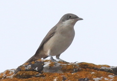 Curruca crassirostris