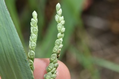Paspalum pubiflorum pubiflorum