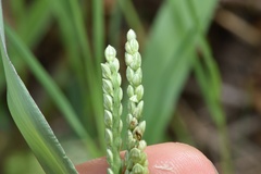 Paspalum pubiflorum pubiflorum