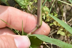 Paspalum pubiflorum pubiflorum