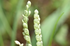 Paspalum pubiflorum pubiflorum