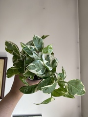 Epipremnum aureum