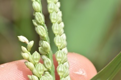 Paspalum pubiflorum pubiflorum