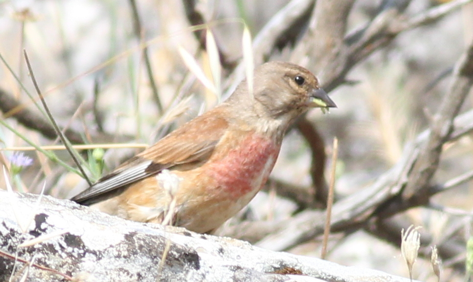 Mediterranean Linnet